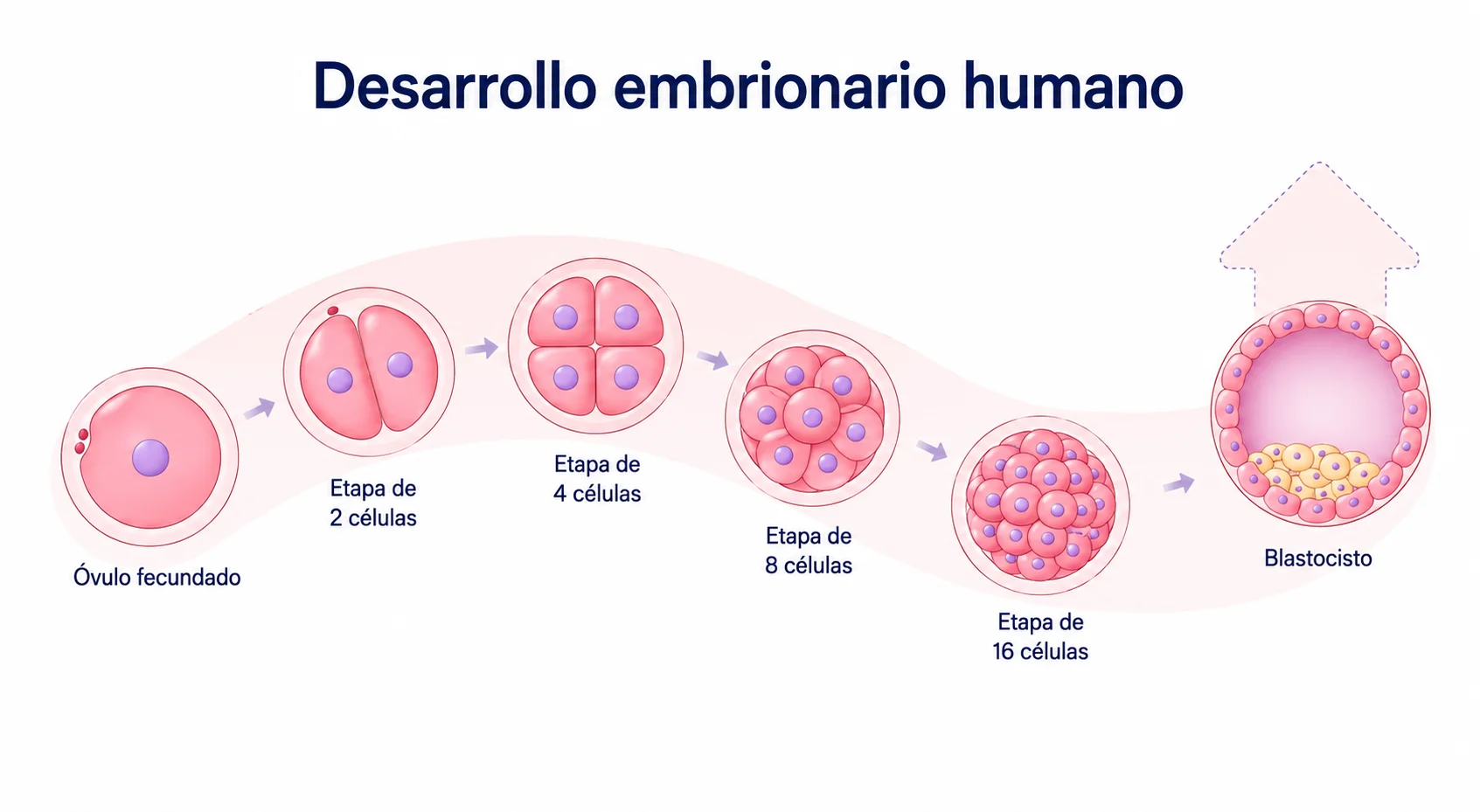Desarrollo embrionario