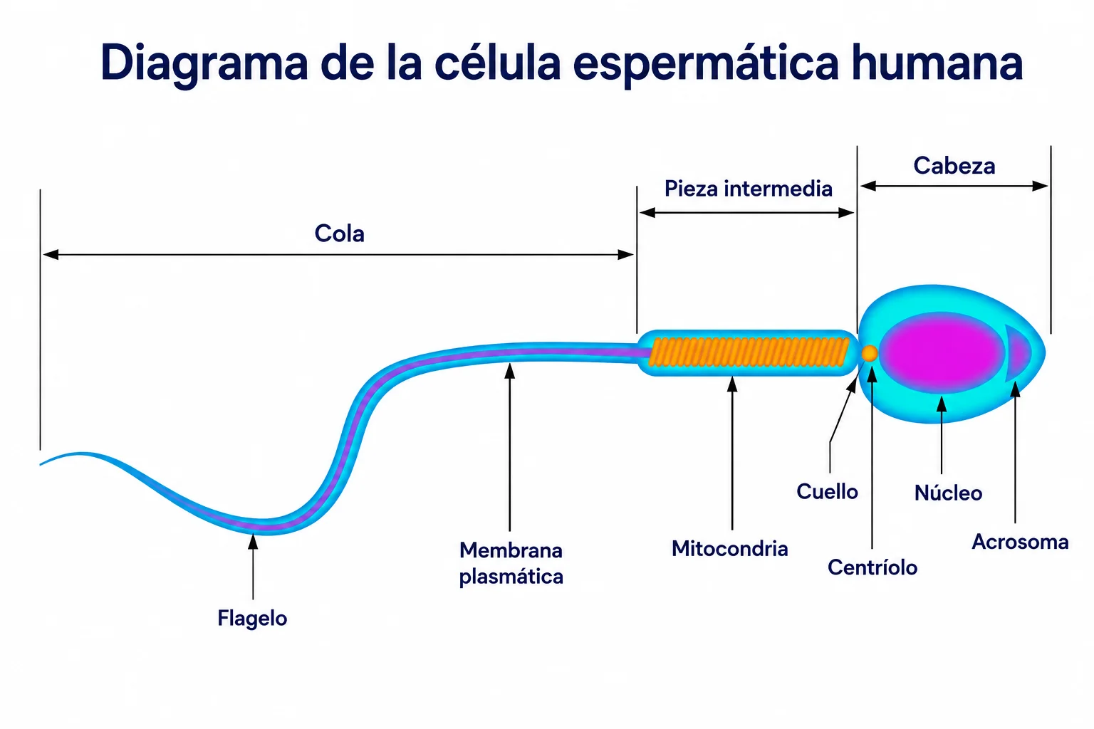 Célula espermática humana